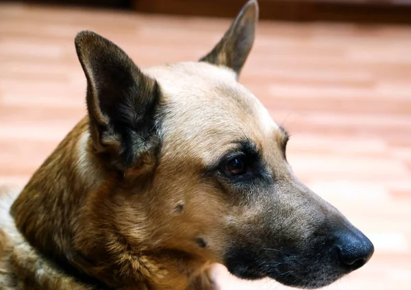 Raça Shepherd Dog Animal Estimação Divertido Inteligente — Fotografia de Stock