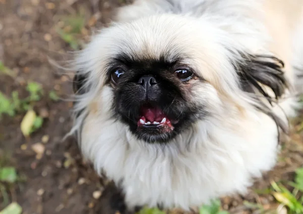 Cão Animal Estimação Todas Pessoas — Fotografia de Stock