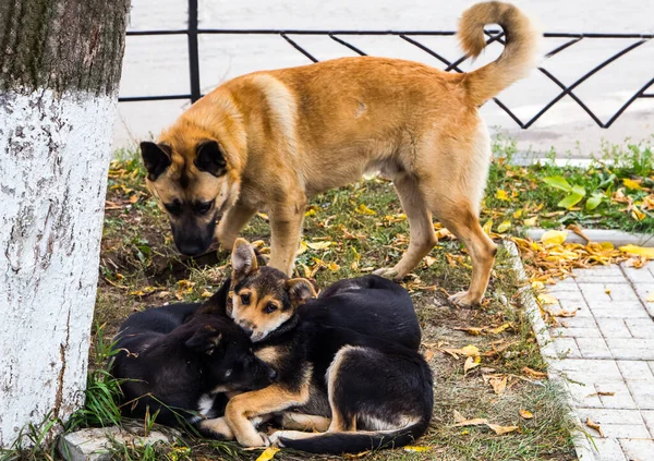 Berger Chien Race Animaux Amusants Intelligents — Photo