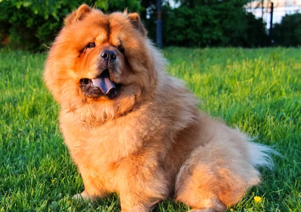 Cão Animal Estimação Todas Pessoas — Fotografia de Stock