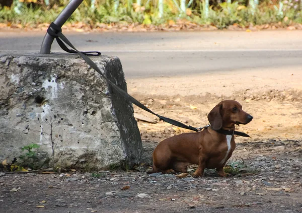 Hund Husdjur Alla Människor Hund Koppel — Stockfoto