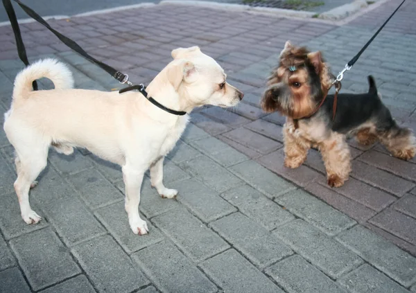 Hund Ausgerechnet Haustier Ein Hund Der Leine — Stockfoto