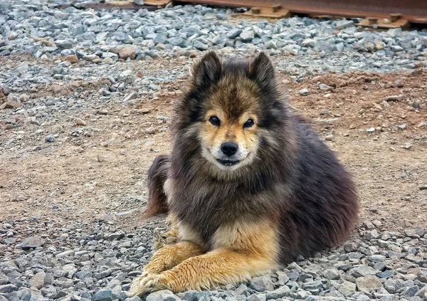 Cão Animal Estimação Todas Pessoas — Fotografia de Stock