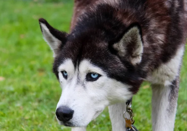 Hund Ein Haustier Aller Menschen — Stockfoto