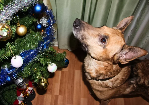 Perro Una Mascota Todo Pueblo —  Fotos de Stock