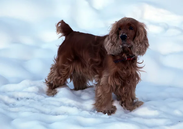 Cane Animale Domestico Tutte Persone Cane Nella Neve Invernale Strada — Foto Stock