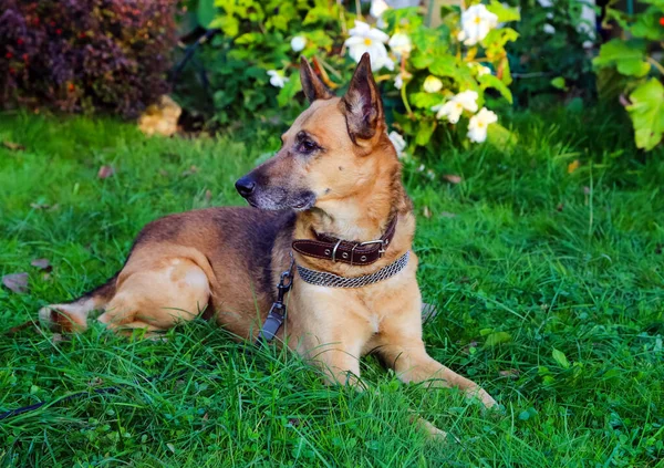 Raça Shepherd Dog Animal Estimação Divertido Inteligente — Fotografia de Stock