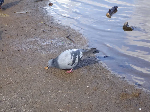 Colombes Bleu Gris Communes Dans Ville Bird Qui Vit Côté — Photo