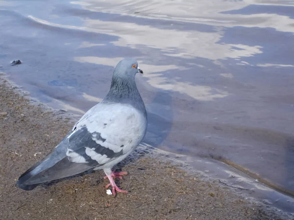 城里常见的蓝灰色鸽子 谁住在男人旁边 一只鸽子坐着 — 图库照片