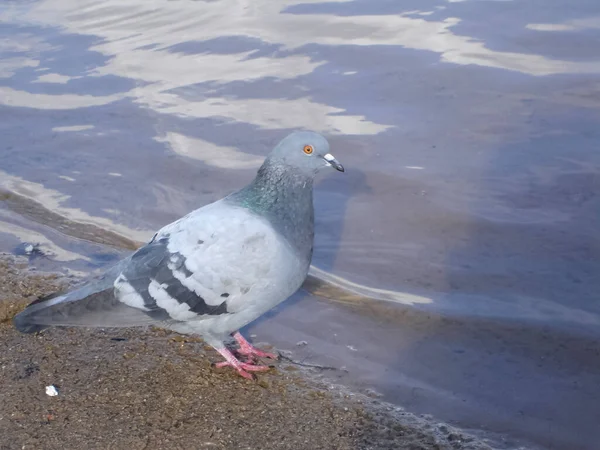 Common blue-gray doves in the city. Bird, who lives next to the man. Single pigeon sitting.