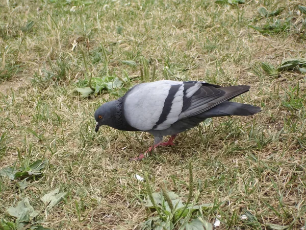 城里常见的蓝灰色鸽子 谁住在男人旁边 一只鸽子坐着 — 图库照片
