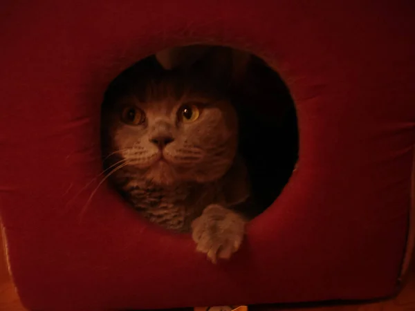 Kisállat Macska Aranyos Bolyhos Macska Háziasított Férfi — Stock Fotó