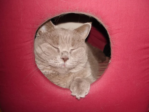 Gato Estimação Felino Fofo Bonito Domesticado Pelo Homem — Fotografia de Stock