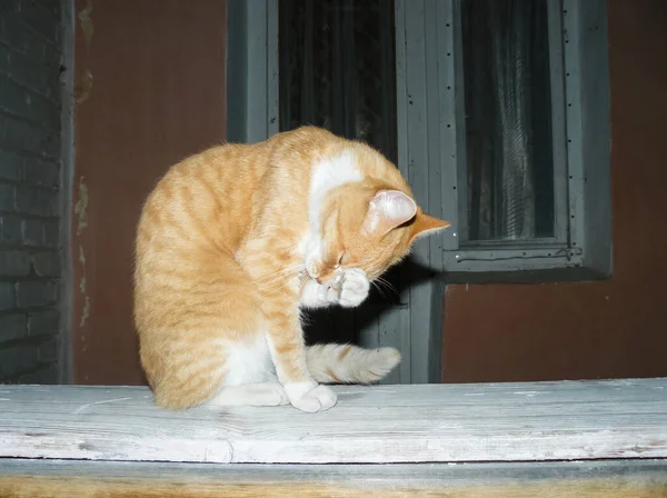 Kočky Krásné Chlupaté Domácí Mazlíčky Kotě — Stock fotografie