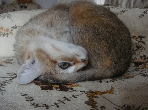 Bir Kedi Sevimli Pofuduk Bir Evcil Hayvan Yavru Kedi — Stok fotoğraf