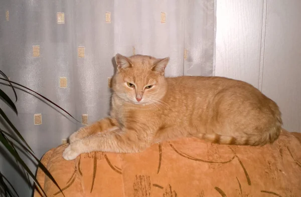 Gatos Bonitos Animais Estimação Peludos Amigos Gato Doméstico — Fotografia de Stock