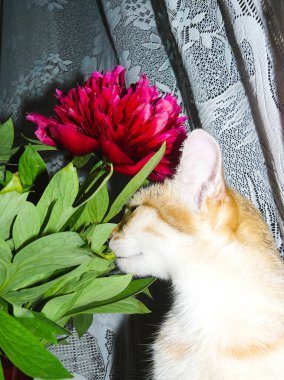 Bir kedi, sevimli pofuduk bir evcil hayvan. Yavru kedi