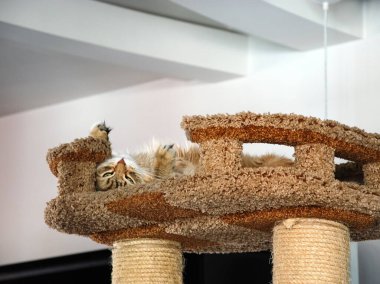 Bir kedi, sevimli pofuduk bir evcil hayvan. Yavru kedi