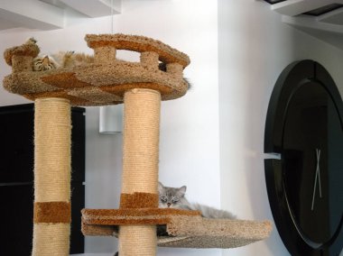 Bir kedi, sevimli pofuduk bir evcil hayvan. Yavru kedi