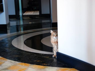 Bir kedi, sevimli pofuduk bir evcil hayvan. Yavru kedi