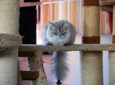 Bir kedi, sevimli pofuduk bir evcil hayvan. Yavru kedi