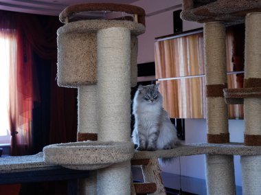 Bir kedi, sevimli pofuduk bir evcil hayvan. Yavru kedi