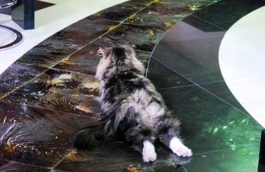 Kediler, sevimli tüylü hayvanlar. Kedi 'nin günlük hayatı