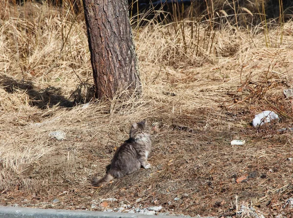 Gatti Bello Soffici Animali Domestici Gattino — Foto Stock