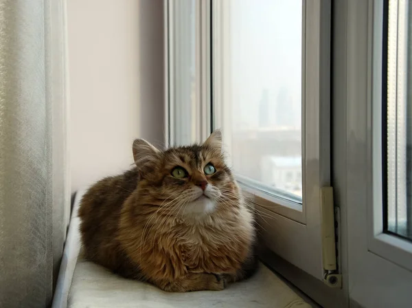 Bir kedi, sevimli pofuduk bir evcil hayvan. Yavru kedi