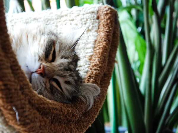 Cats Lovely Fluffy Pets Kitten — Stock Photo, Image