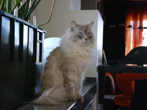 Gatos Adorável Fofo Animais Estimação Gatinho — Fotografia de Stock