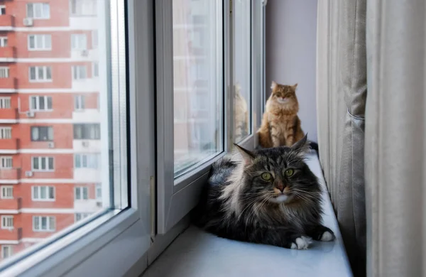 Kediler, sevimli tüylü hayvanlar. Kedi 'nin günlük hayatı