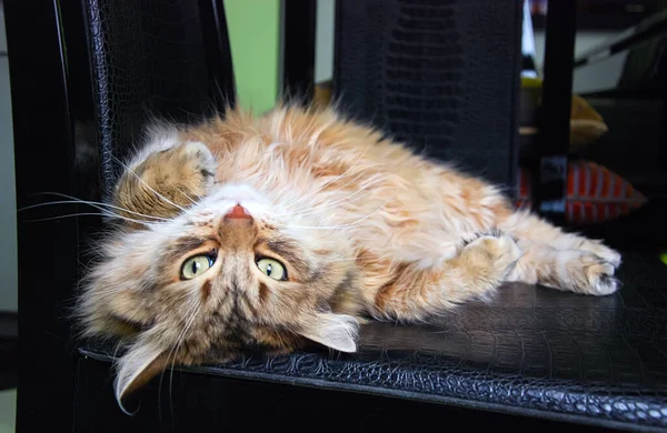 可爱的绒毛宠物 猫的日常生活 — 图库照片