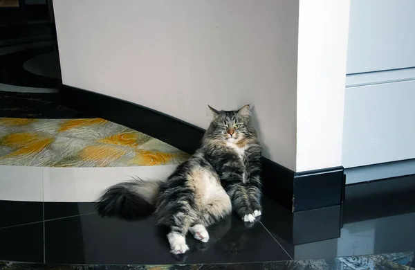 Γάτες Υπέροχα Χνουδωτά Κατοικίδια Καθημερινή Ζωή Της Γάτας — Φωτογραφία Αρχείου