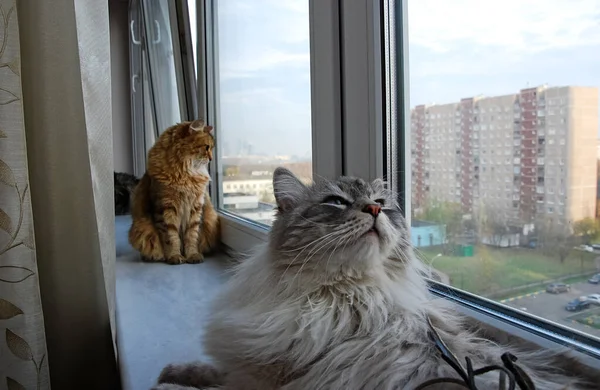 Kediler, sevimli tüylü hayvanlar. Kedi 'nin günlük hayatı