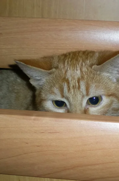 Gatos Una Hermosa Mullida Mascotas — Foto de Stock