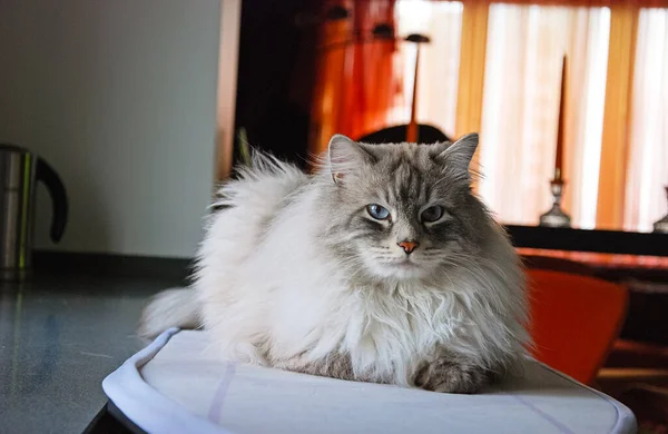 Kediler, sevimli tüylü hayvanlar. Kedi 'nin günlük hayatı