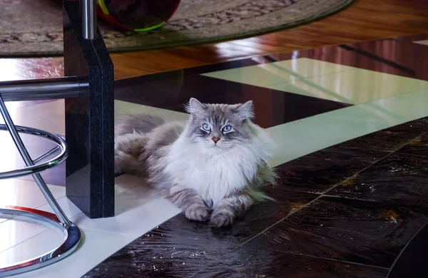 Katten Lieve Pluizige Huisdieren Het Dagelijks Leven Van Kat — Stockfoto