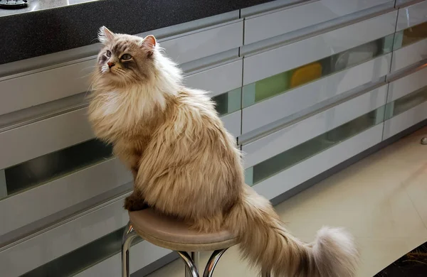 Katter Vackra Fluffiga Husdjur Kattens Vardag — Stockfoto