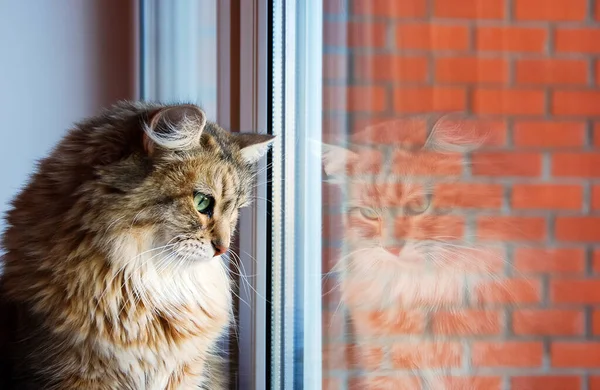 Γάτες Υπέροχα Χνουδωτά Κατοικίδια Καθημερινή Ζωή Της Γάτας — Φωτογραφία Αρχείου