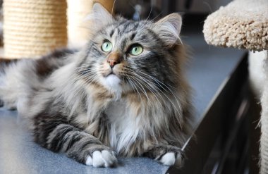 Kediler, sevimli tüylü hayvanlar. Kedi 'nin günlük hayatı