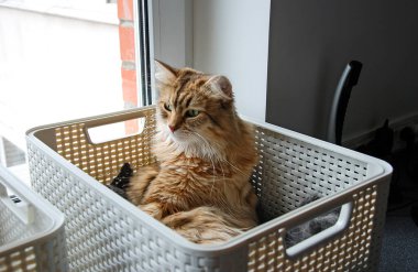 Kediler, sevimli tüylü hayvanlar. Kedi 'nin günlük hayatı