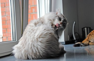 Kediler, sevimli tüylü hayvanlar. Kedi 'nin günlük hayatı