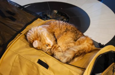 Kediler, sevimli tüylü hayvanlar. Kedi 'nin günlük hayatı