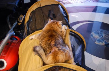 Kediler, sevimli tüylü hayvanlar. Kedi 'nin günlük hayatı