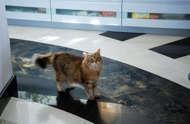 Kediler, sevimli tüylü hayvanlar. Kedi 'nin günlük hayatı
