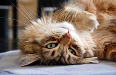 Kediler, sevimli tüylü hayvanlar. Kedi 'nin günlük hayatı