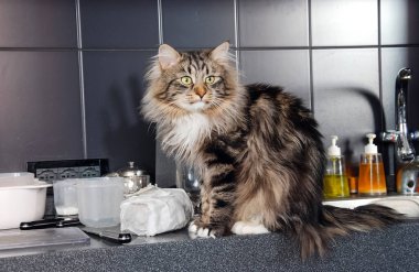 Kediler, sevimli tüylü hayvanlar. Kedi 'nin günlük hayatı