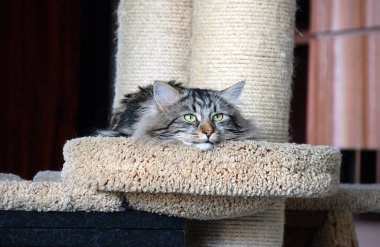 Kediler, sevimli tüylü hayvanlar. Kedi 'nin günlük hayatı