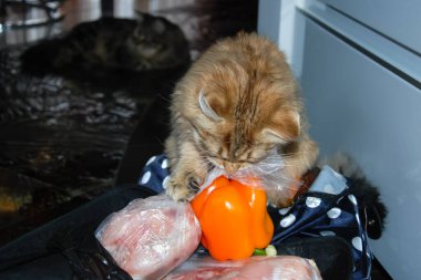 bir kedi, güzel kabarık bir evcil hayvan. Kitty